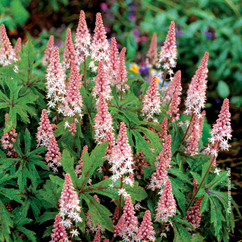 Tiarelle ‘Pink Skyrocket’ (Tiarella 'Pink Skyrocket')