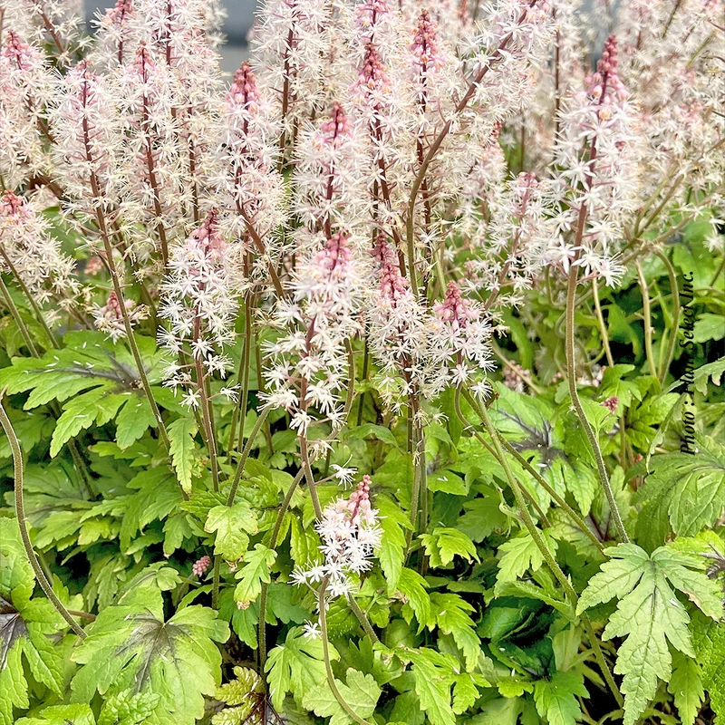 Tiarelle ‘Sugar & Spice’ (Tiarella 'Sugar & Spice')