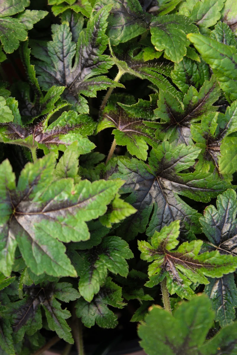 Tiarelle ‘Sugar & Spice’ (Tiarella 'Sugar & Spice')