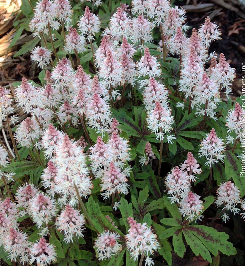 Tiarelle ‘Spring Symphony’ (Tiarella 'Spring Symphony')