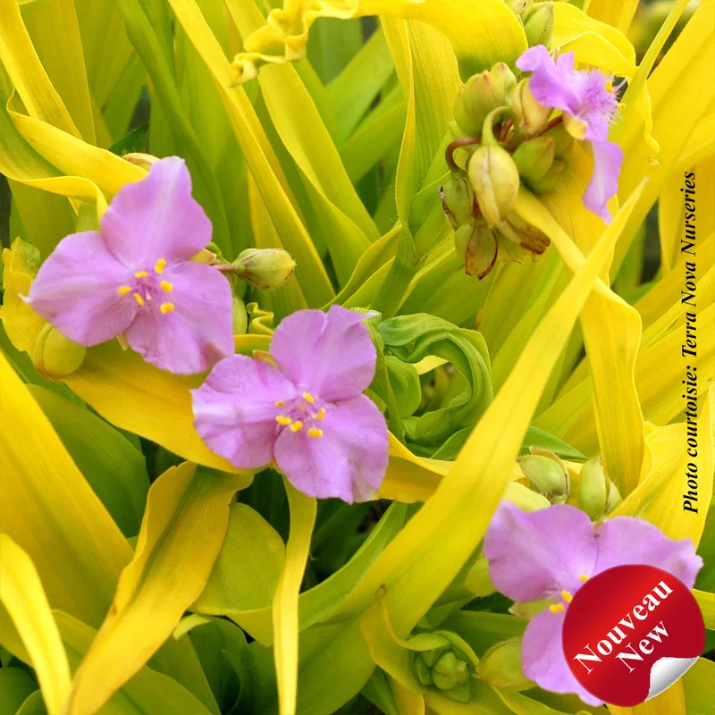 Éphémère de Virginie ‘Sunshine Charm’ (Tradescantia 'Sunshine Charm')
