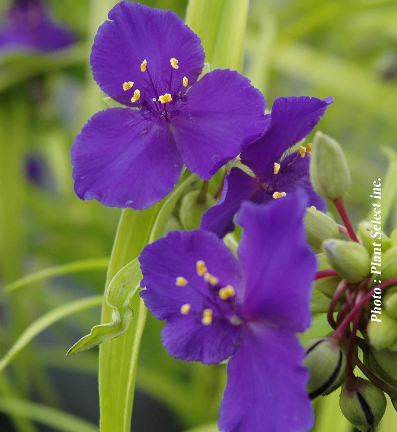 Éphémère de Virginie ‘Blue and Gold’ (Tradescantia andersoniana 'Blue and Gold')