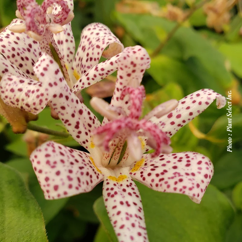 Lis des crapauds hirta (Tricyrtis hirta)