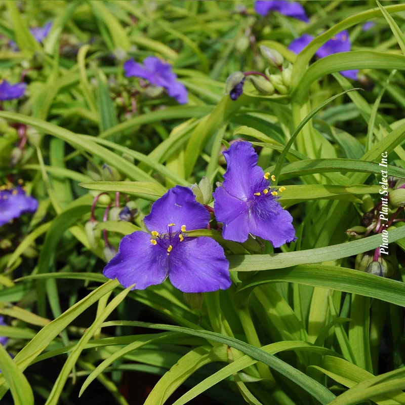 Éphémère de Virginie ‘Sweet Kate’ (Tradescantia 'Sweet Kate')