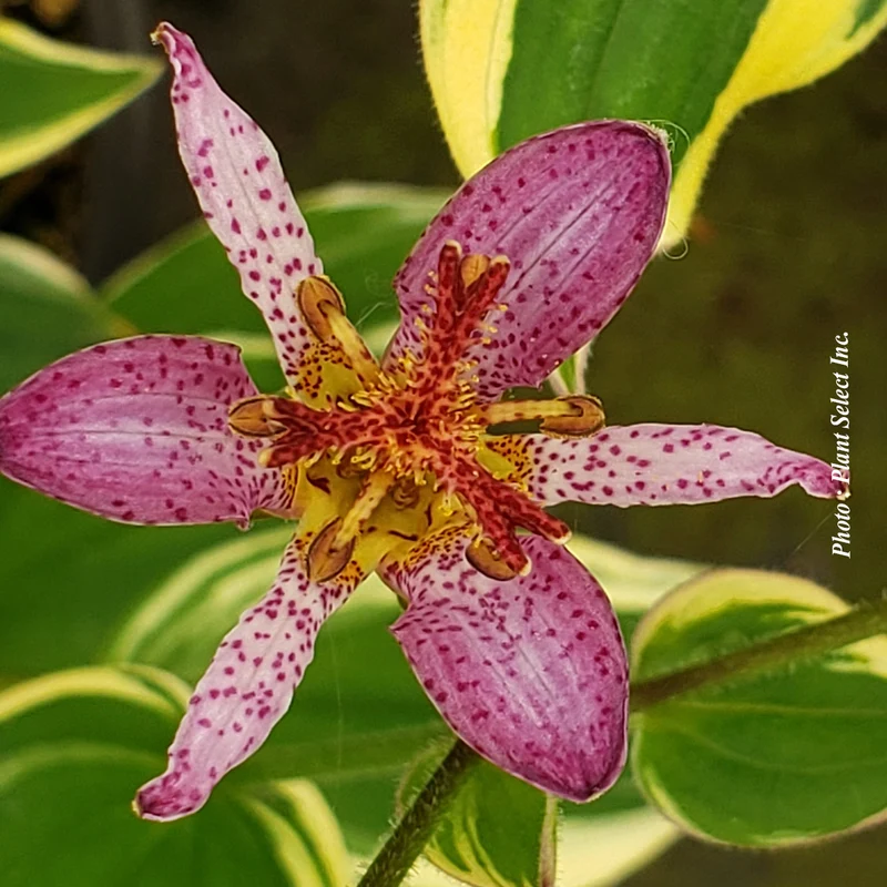 Lis des crapauds ‘Samurai’ (Tricyrtis formosana 'Samurai')