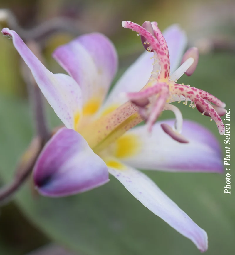 Lis des crapauds ‘Tojen’ (Tricyrtis hirta 'Tojen')
