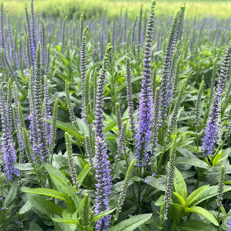 Véronique ‘Blue Skywalker’ (Veronica spicata)