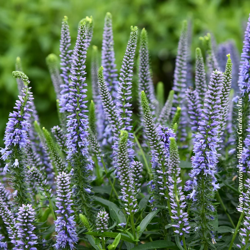Véronique Magic Show® ‘Ever After’ (Veronica spicata)