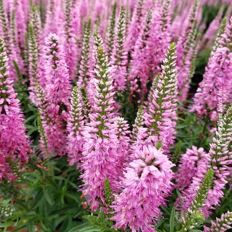 Véronique en épis ‘Giles Van Hees’ (Veronica spicata)