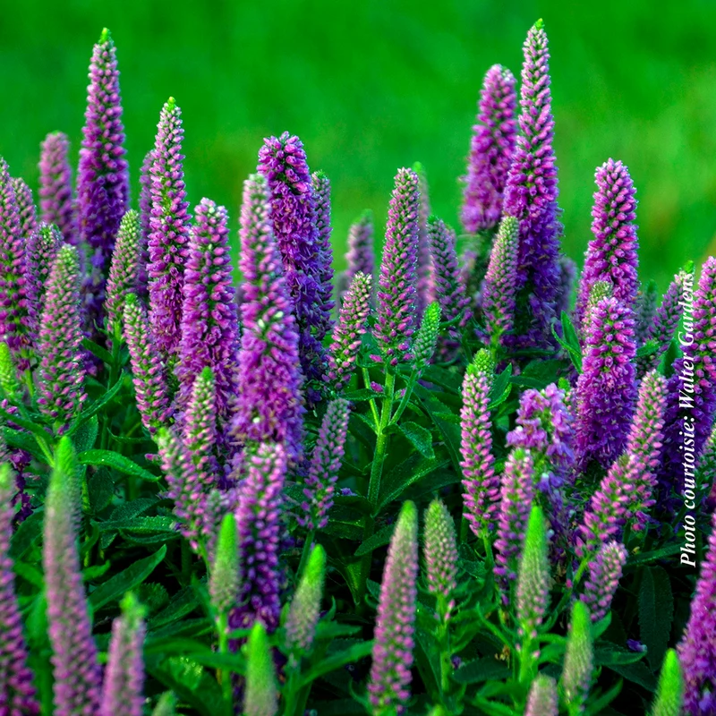 Véronique Magic Show® ‘Purple Illusion’ (Veronica spicata)