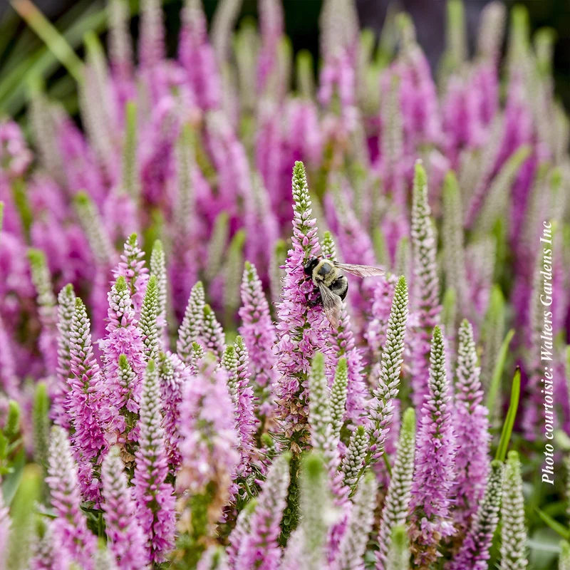 Véronique Magic Show® ‘Pink Potion’ (Veronica)