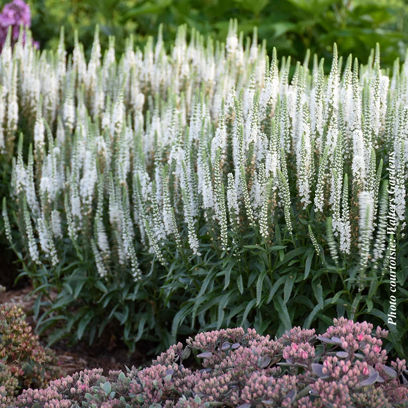 Véronique Magic Show® ‘White Wands’ (Veronica)