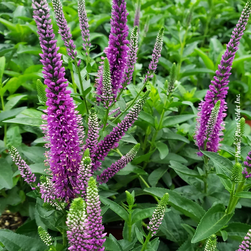Véronique ‘Very Van Gogh’ (Veronica)