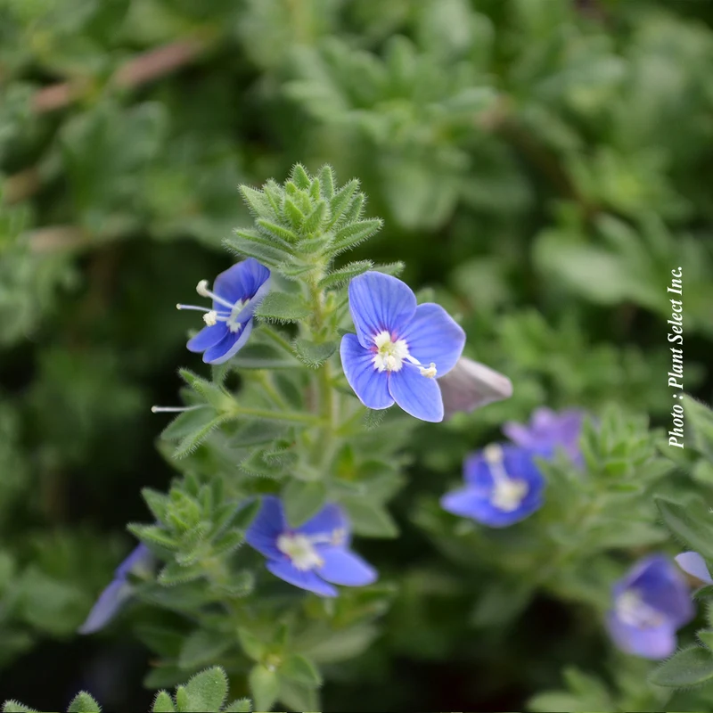 Véronique rampante ‘Tidal Pool’ (Veronica)