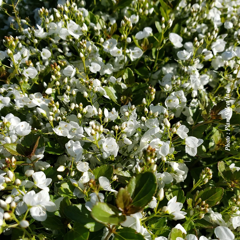 Véronique rampante ‘Whitewater’ (Veronica)