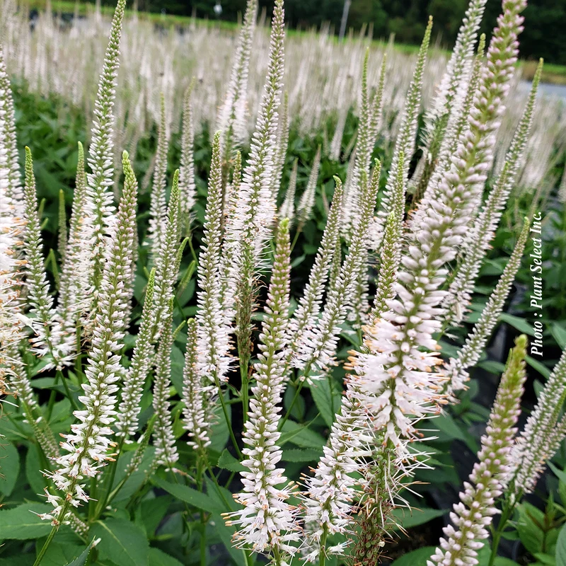 Véronique de Virginie ‘Roseum’ (Veronicastrum virginicum)