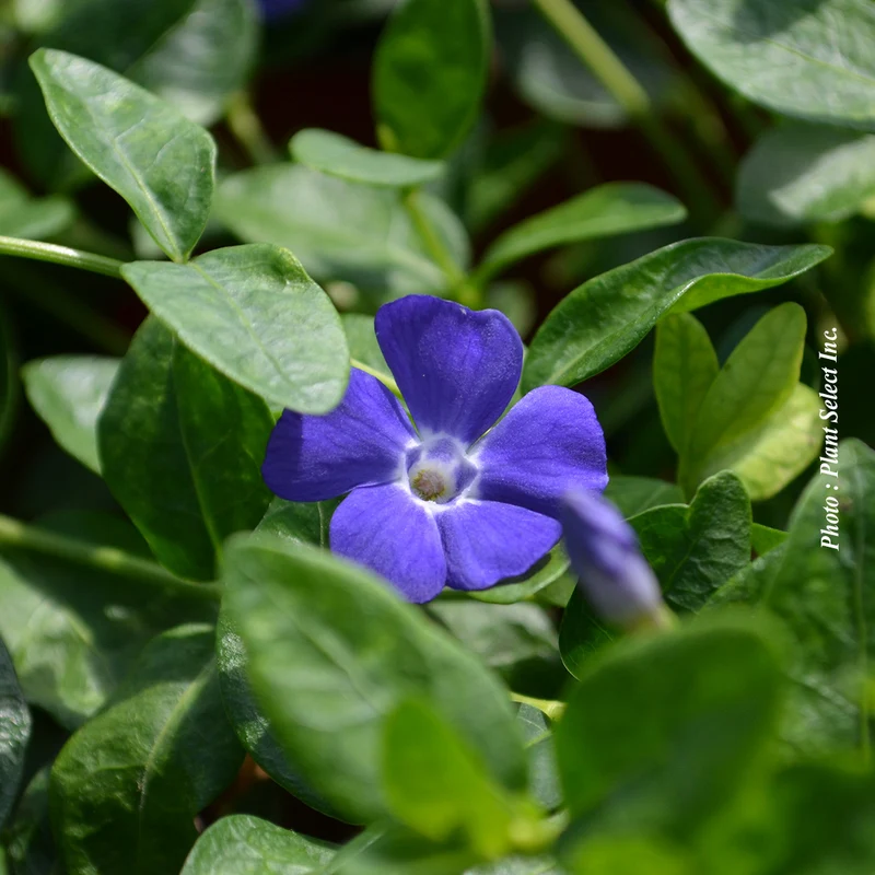 Petite pervenche Bowles Variety (Vinca minor)
