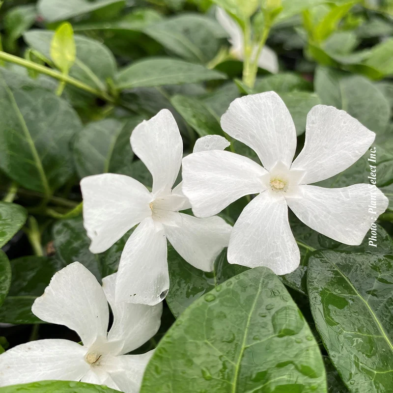 Petite pervenche blanche (Vinca minor f. alba)