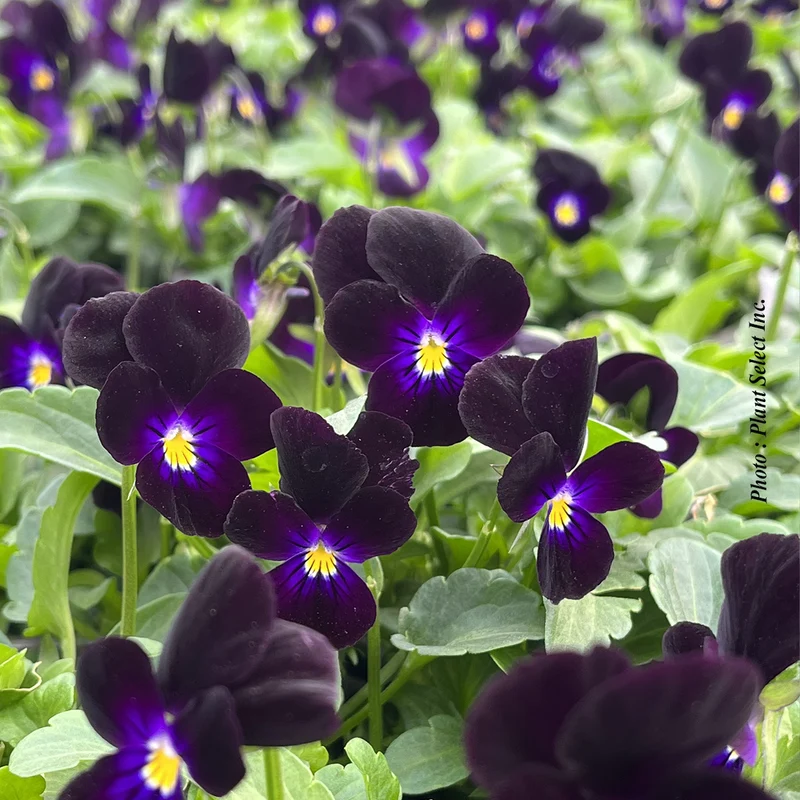 Violette Bowles Black (Viola cornuta)