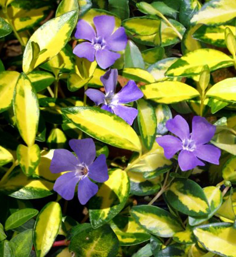 Petite pervenche Illumination (Vinca minor)