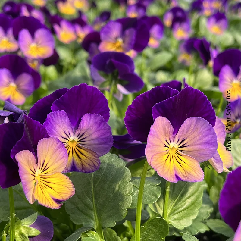 Violette Celestial Northern Lights (Viola cornuta)