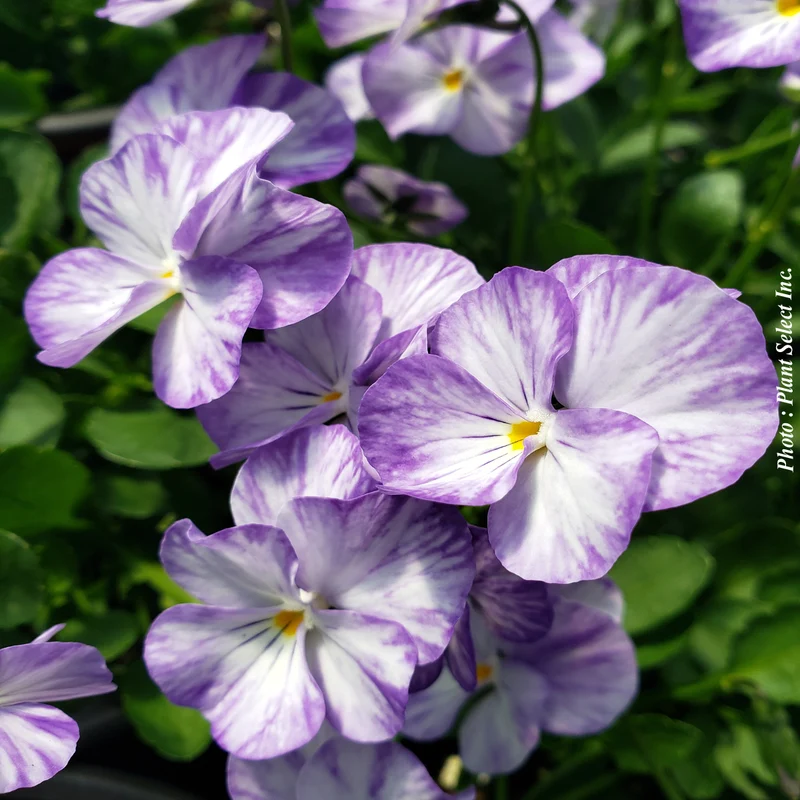 Violette Columbine (Viola cornuta)