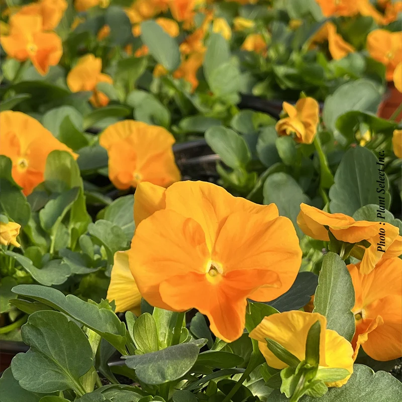 Pensée Halo Golden Yellow (Viola cornuta)