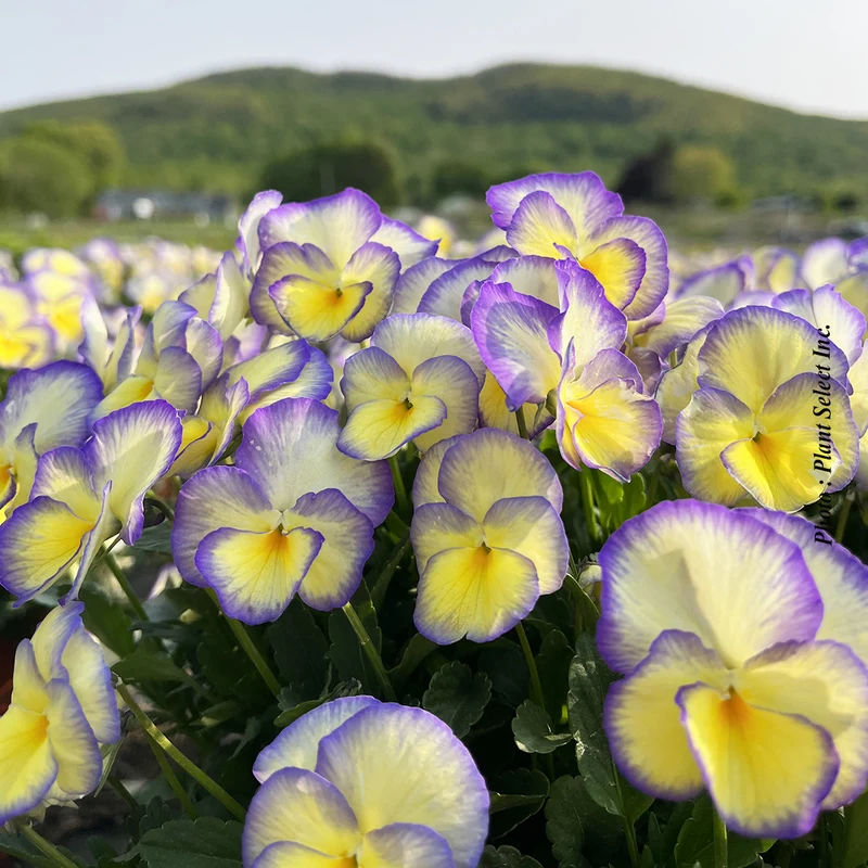 Violette Etain (Viola cornuta)