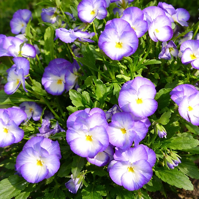 Pensée Halo Lilac (Viola ×wittrockiana)