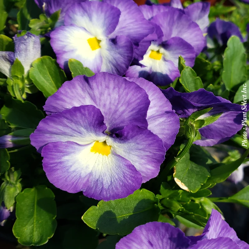 Pensée Halo Lilac (Viola ×wittrockiana)