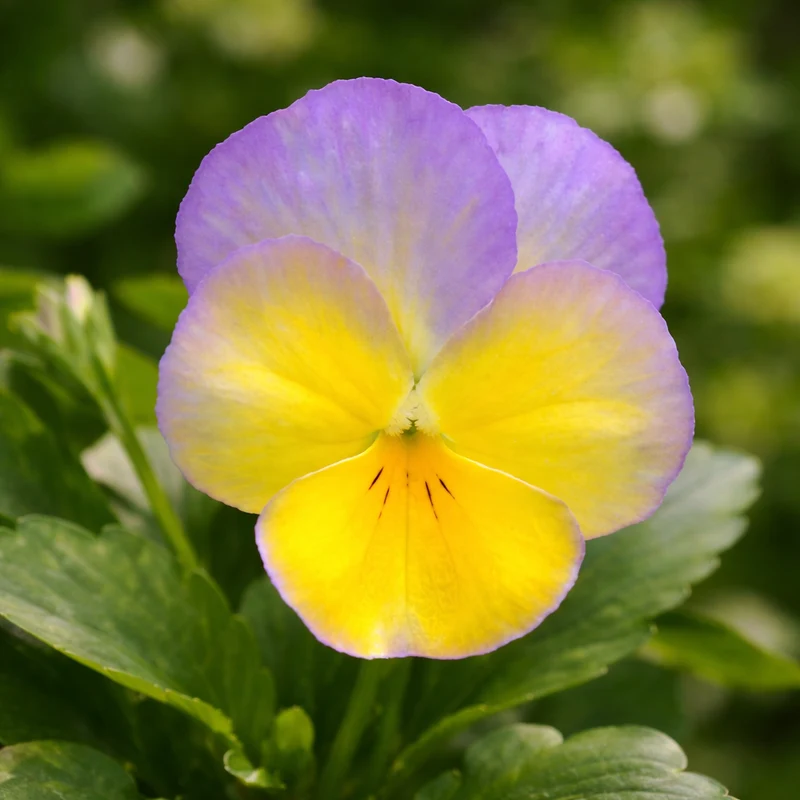 Pensée Halo Lemon Frost (Viola cornuta)