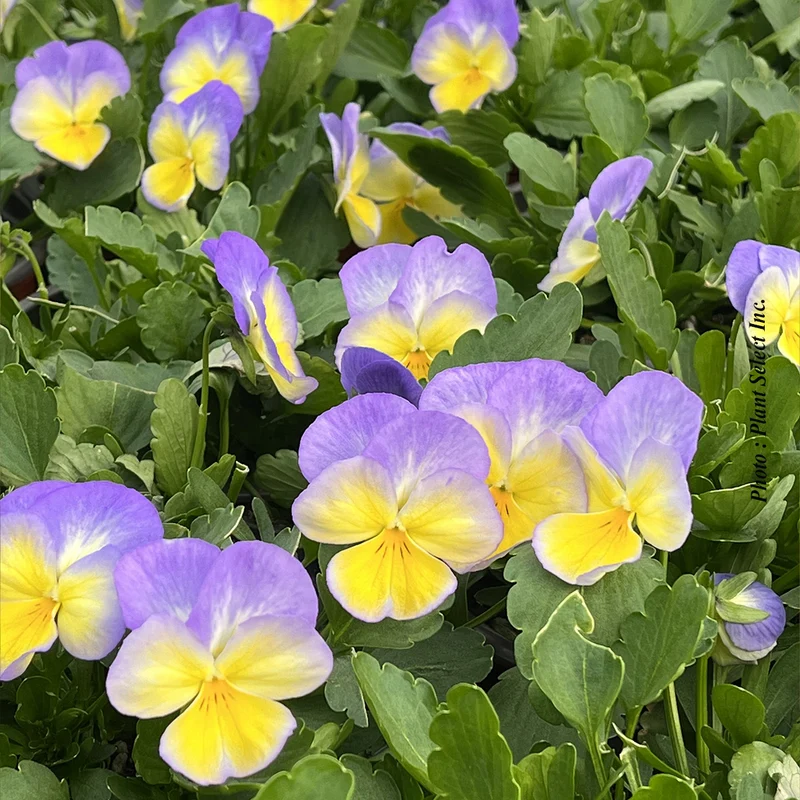Pensée Halo Lemon Frost (Viola cornuta)