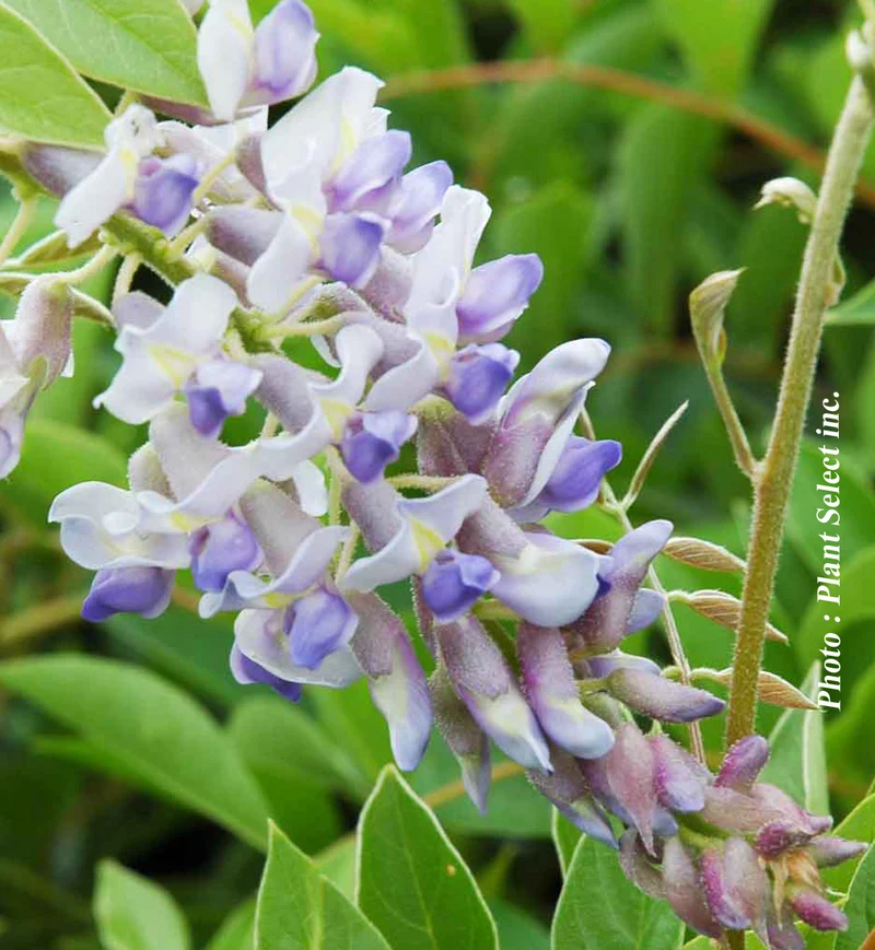 Glycine du Kentucky Blue Moon ( Wisteria macrostachya ‘Blue Moon’)