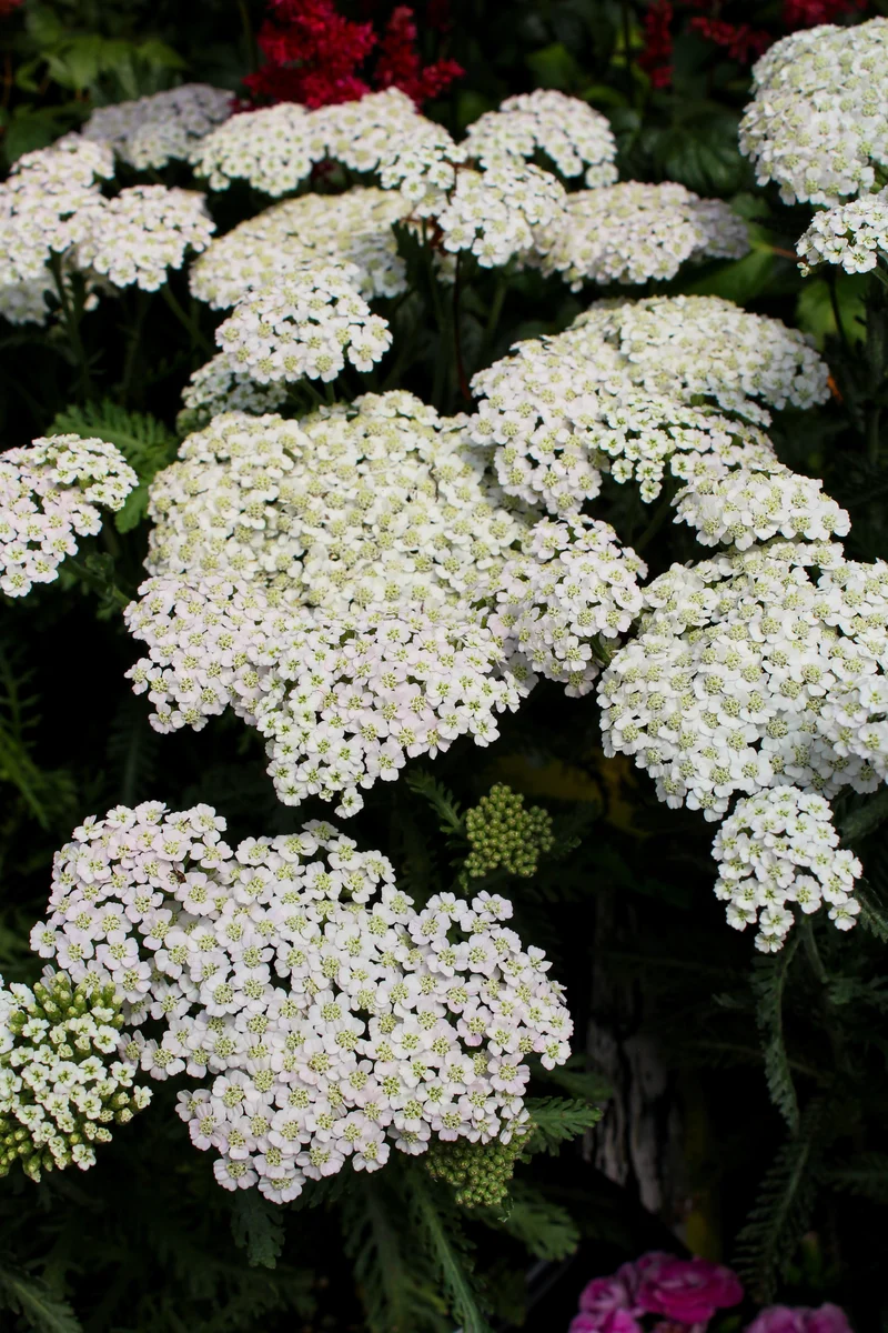 Achillée ‘Firefly Diamond’ (Achillea 'Firefly Diamond')