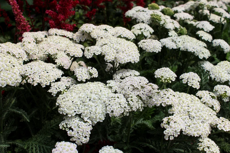 Achillée ‘Firefly Diamond’ (Achillea 'Firefly Diamond')