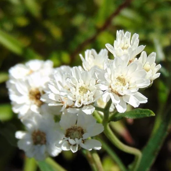Achillée 'White Yarrow' bio