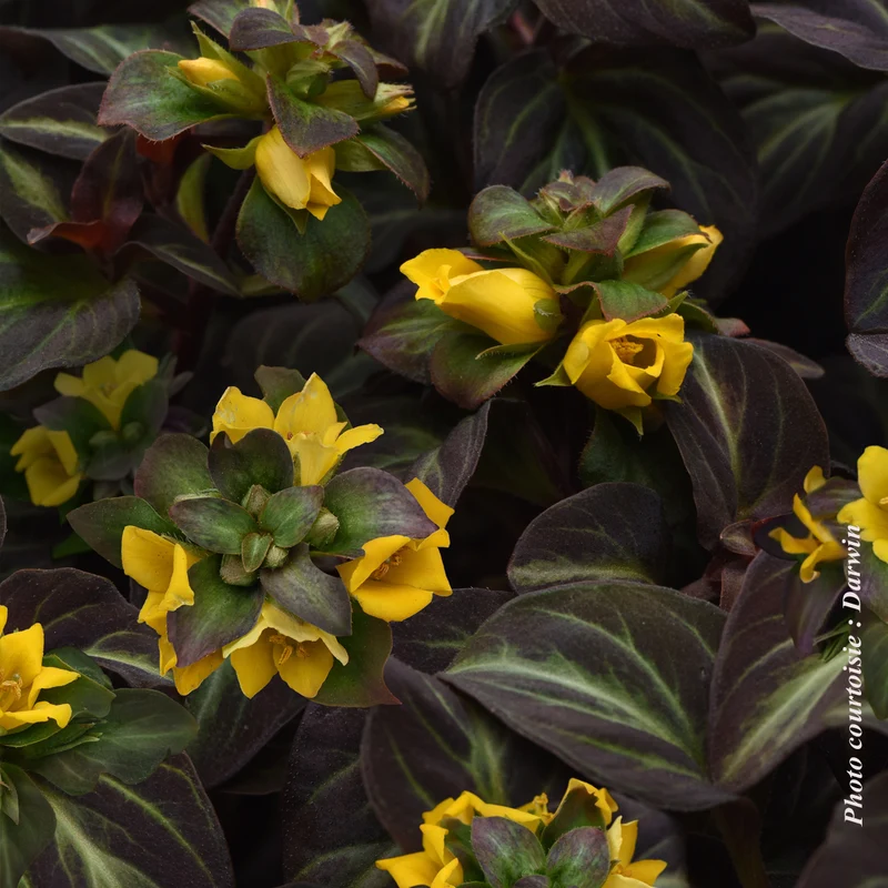 Lysimaque ‘Night Light’ (Lysimachia alfredii 'Night Light')