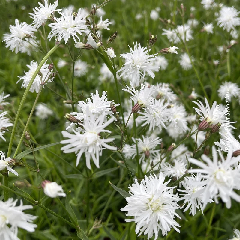 Lychnide ‘Petit Henri’ (Lychnis 'Petit Henri')