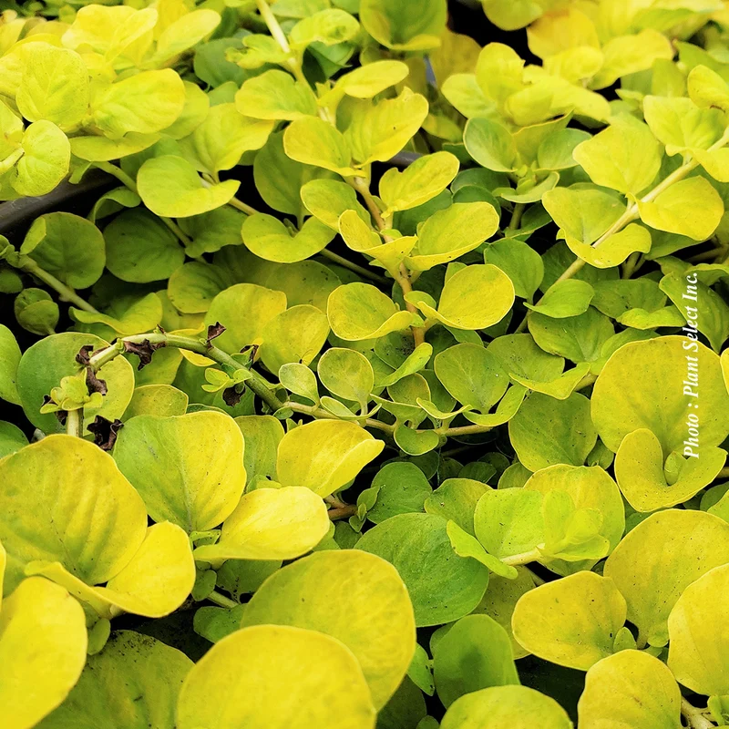 Lysimaque ‘Aurea’ (Lysimachia nummularia 'Aurea')