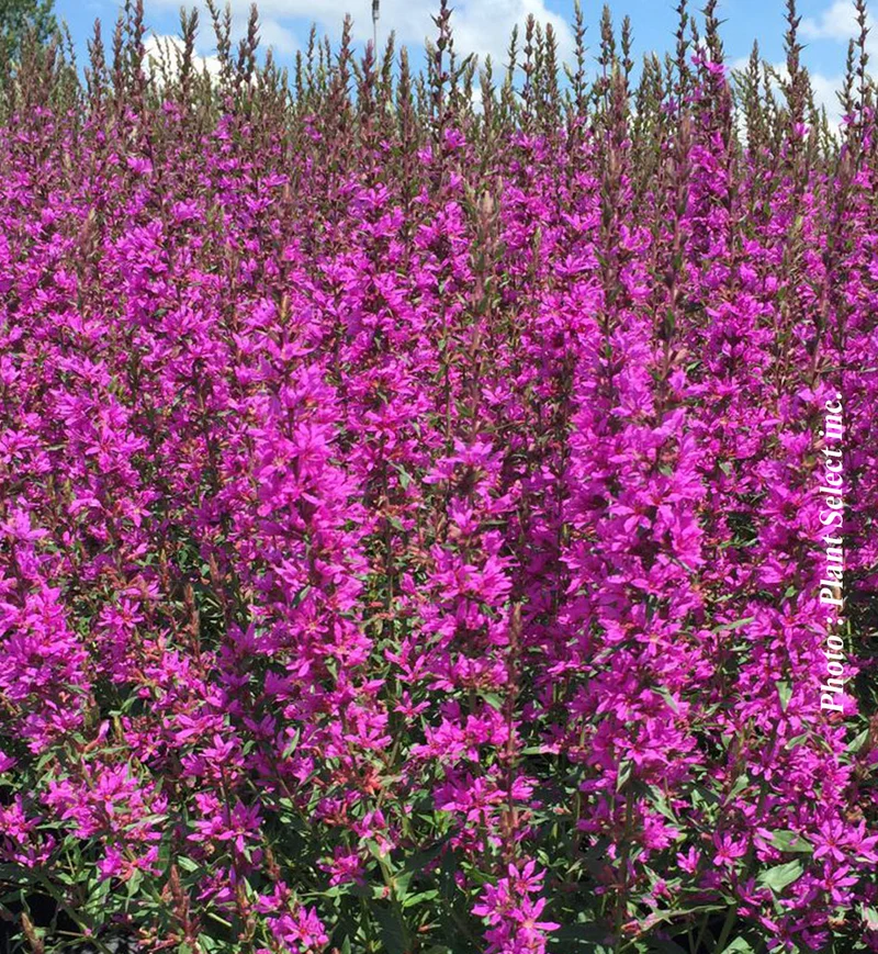 Salicaire ‘Morden's Gleam’ (Lythrum virgatum 'Morden's Gleam')