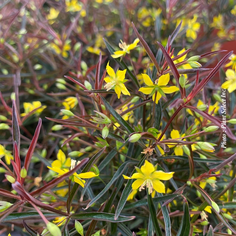 Lysimaque ‘Burgundy Mist’ (Lysimachia lanceolata 'Burgundy Mist')
