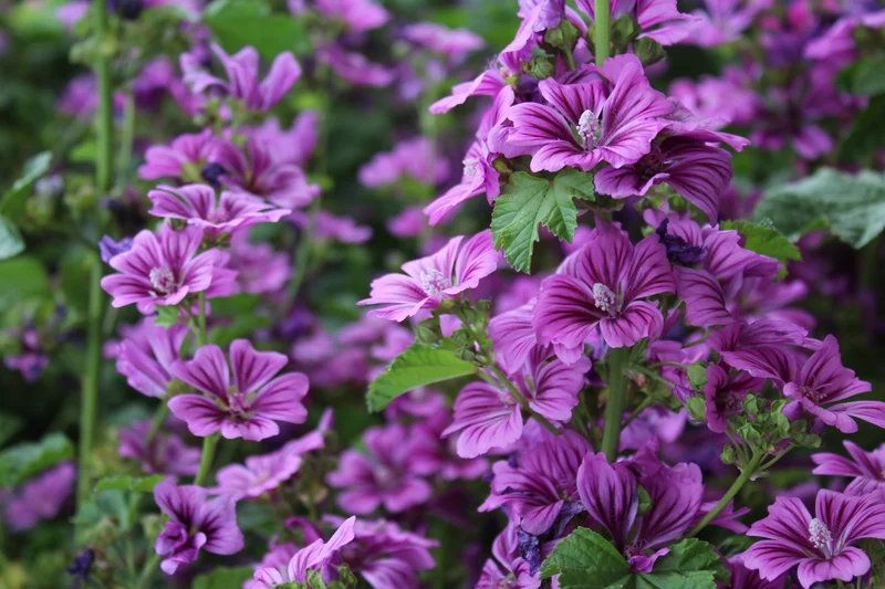 Mauve ‘Zebrina’ (Malva sylvestris 'Zebrina')