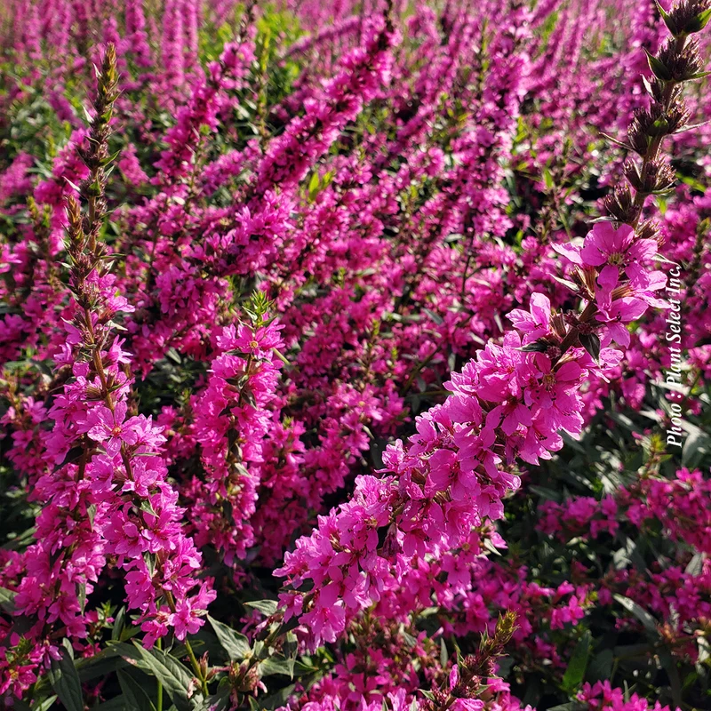 Salicaire ‘Robert’ (Lythrum salicaria 'Robert')