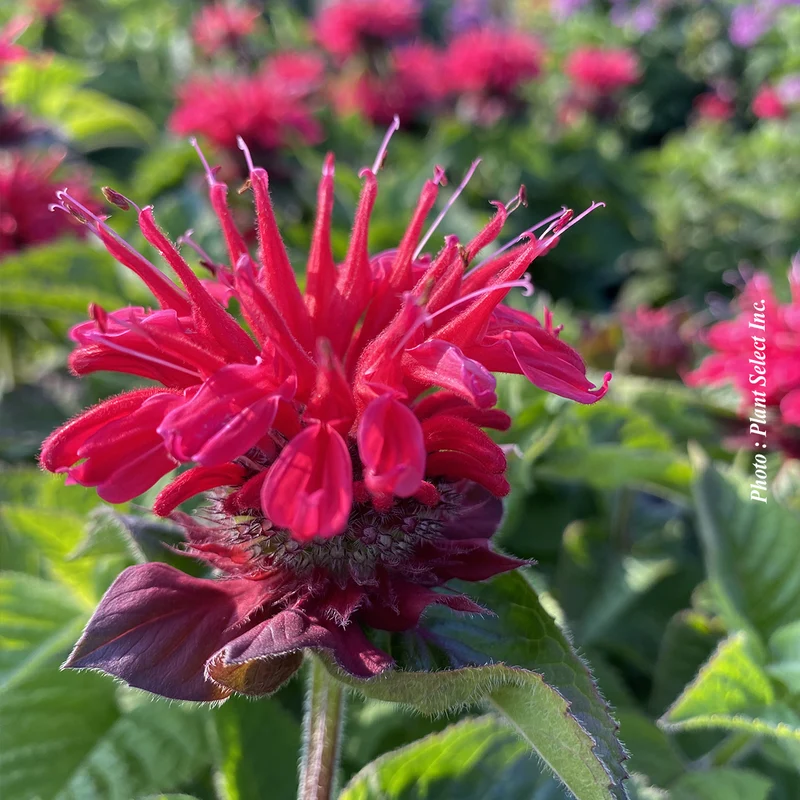 Monarde ‘Bee You Bee Happy’ (Monarda Bee You™ 'Bee Happy')