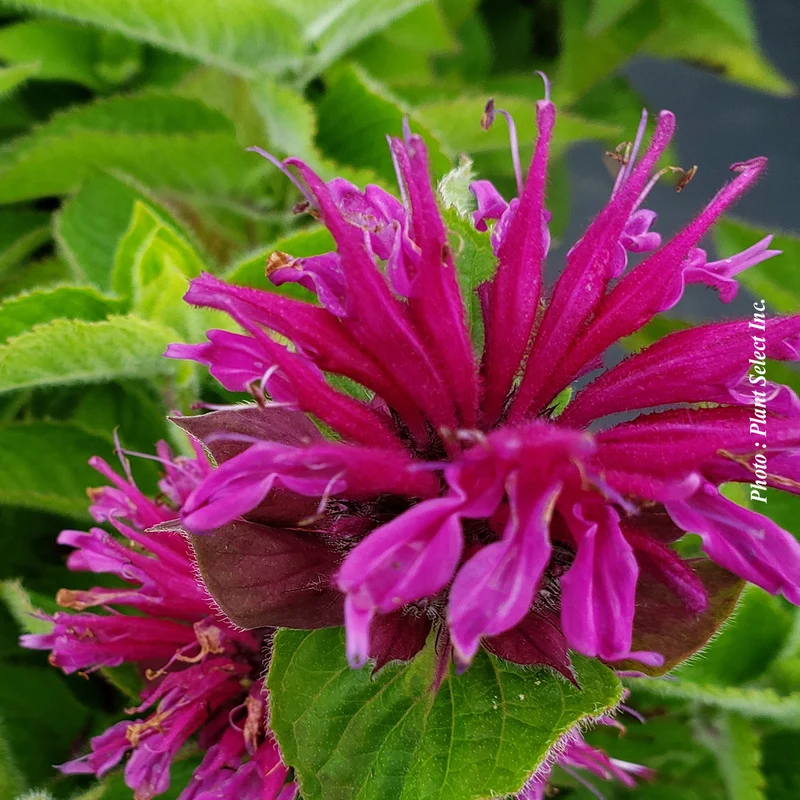 Monarde ‘Bee You Bee Free’ (Monarda Bee You™ 'Bee Free')