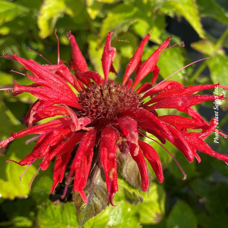 Monarde ‘Cambridge Scarlet’ (Monarda 'Cambridge Scarlet' (Didy.))