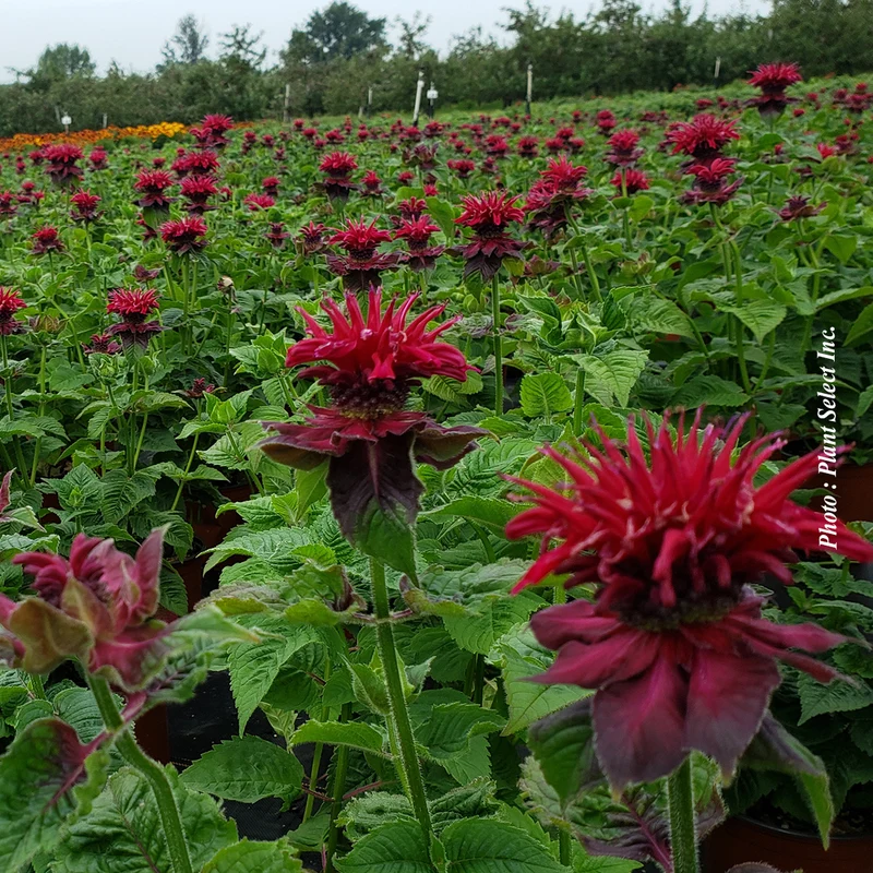 Monarde ‘Fireball’ (Monarda didyma 'Fireball')