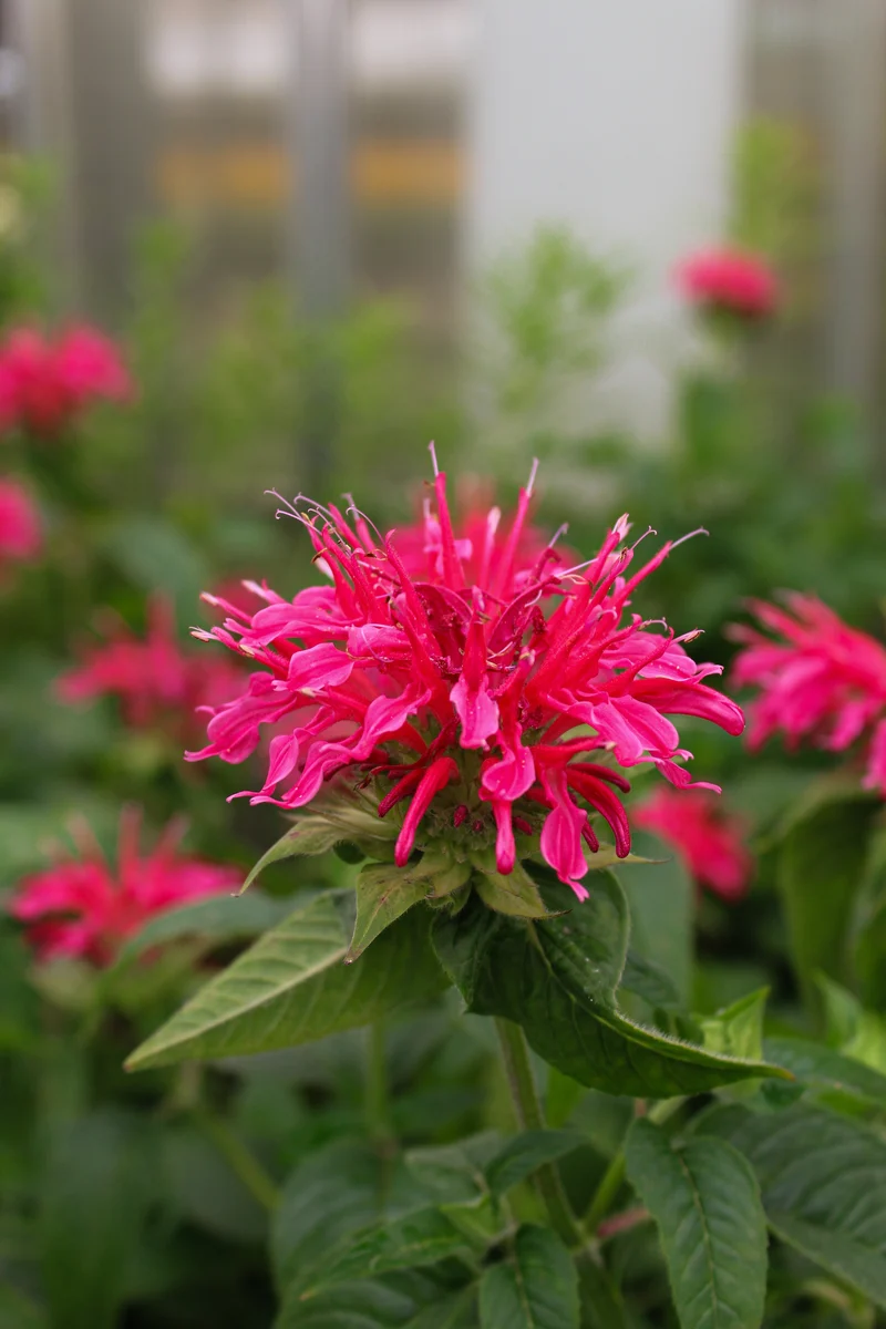 Monarde ‘Coral Reef’ (Monarda didyma 'Coral Reef')