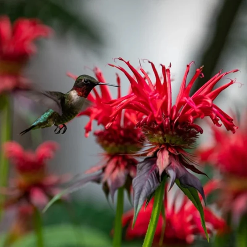 Monarde ‘Gardenview Scarlet’ (Monarda 'Gardenview Scarlet')
