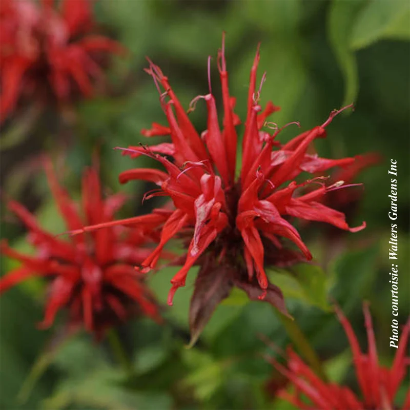 Monarde ‘Jacob Cline’ (Monarda didyma 'Jacob Cline')